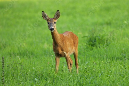 European roe deer, Capreolus capreolus, in green meadow. Doe standing in grass and grazing. Wild animal in natural habitat. Summer in nature.