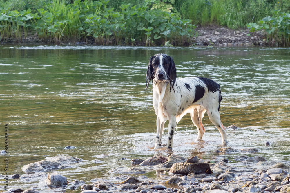 Portrait of a dog breed Russian Spaniel black and white color on the river on a summer day