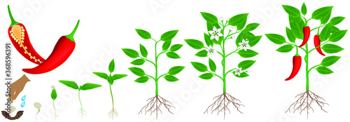 Cycle of growth of a plant of chili peppers isolated on a white background.