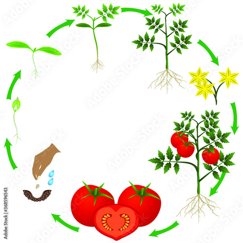 Life cycle of a tomato plant on a white background.