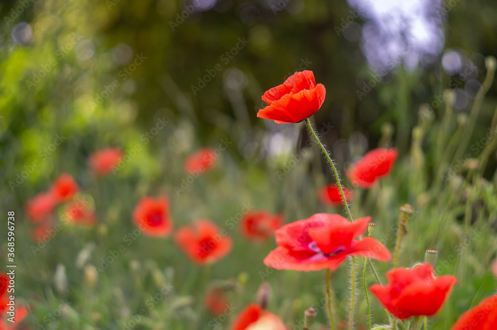 Naklejka premium Red wild poppies green grass