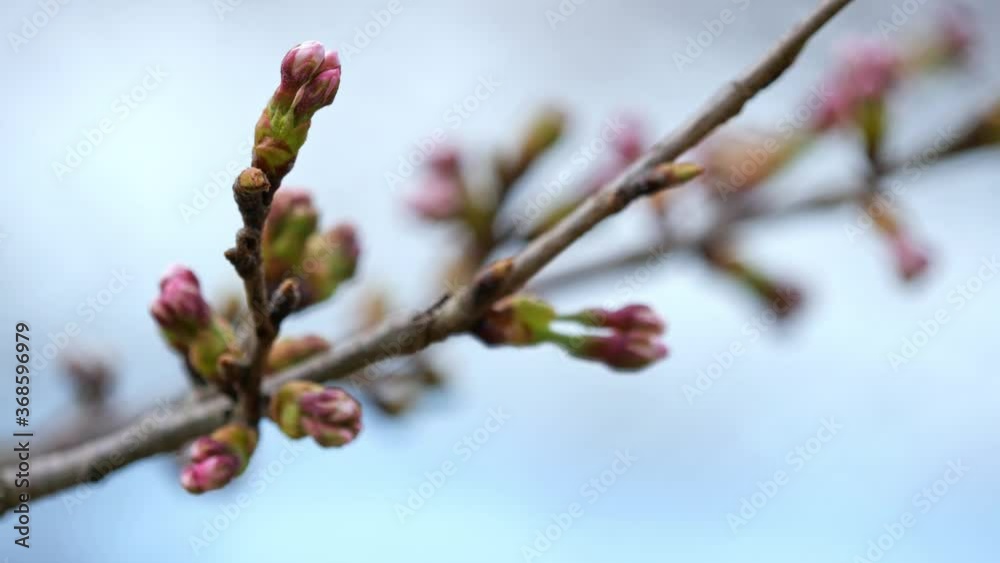 日本の春 桜のつぼみ 日本の春 桜のつぼみ