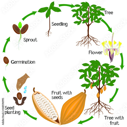 Cycle of growth of cocoa tree on a white background.