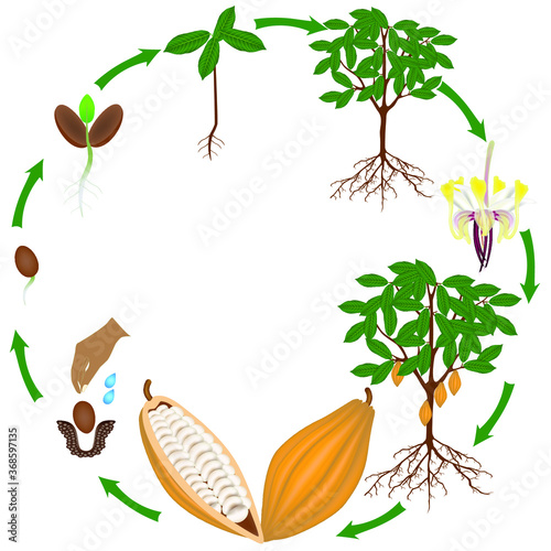 Life cycle of cocoa tree on a white background.