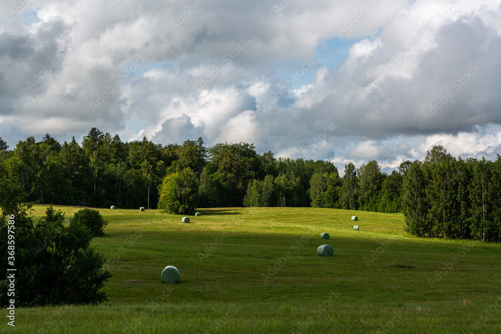 Natural Green landsacapes with trees