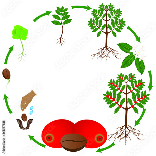 Life cycle of a coffee tree on a white background.