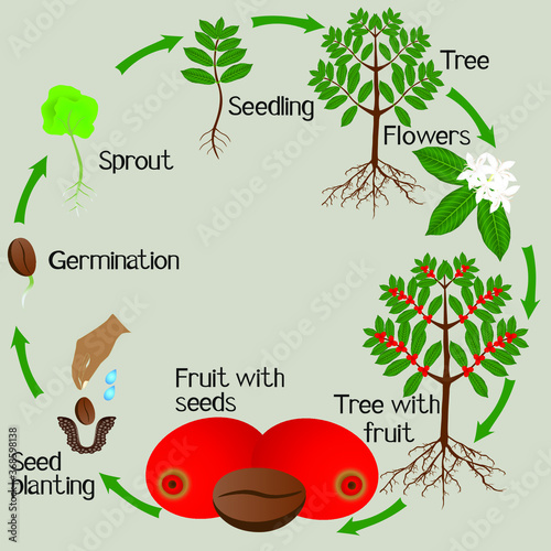 Cycle of growth of a coffee tree on a white background.