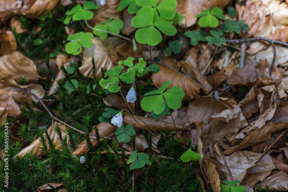 sour clover detail view in the forest floor sour clover detail view in the forest floor