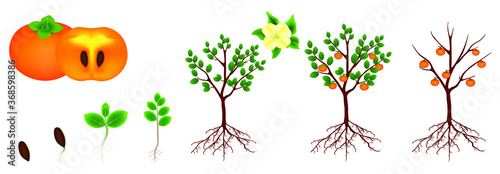 Life cycle of a persimmon on a white background.