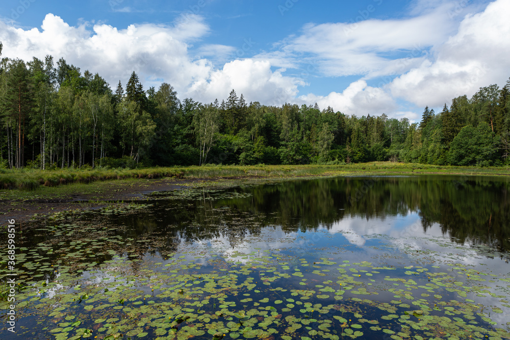 Fototapeta premium Lake with water lily leaves in stumps