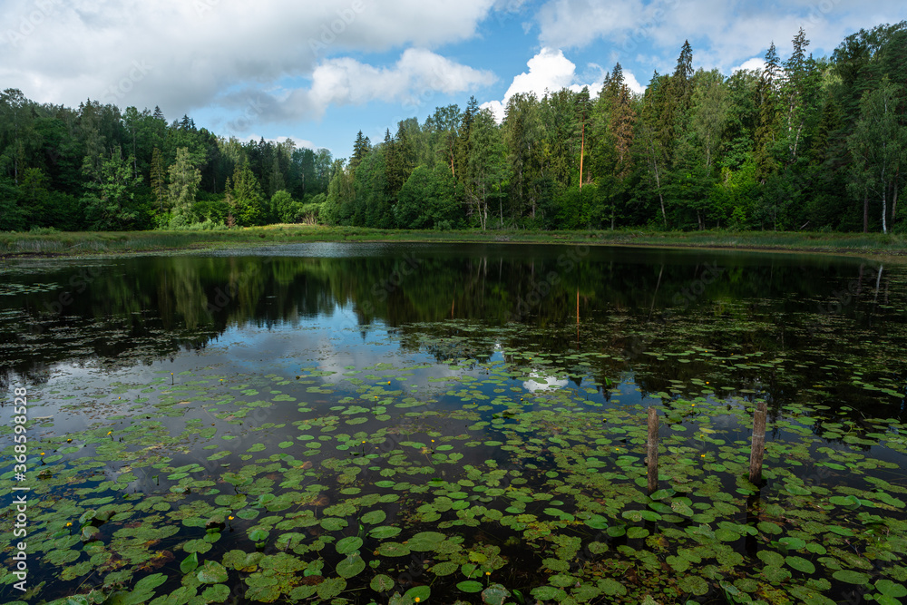 Obraz premium Lake with water lily leaves in stumps