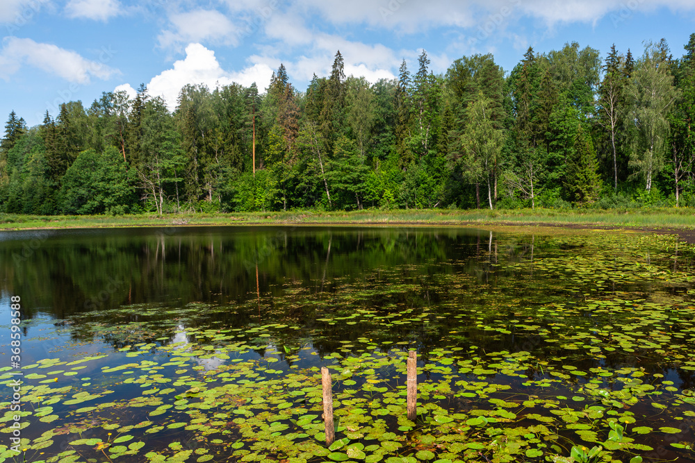 Lake with water lily leaves in stumps Lake with water lily leaves in stumps