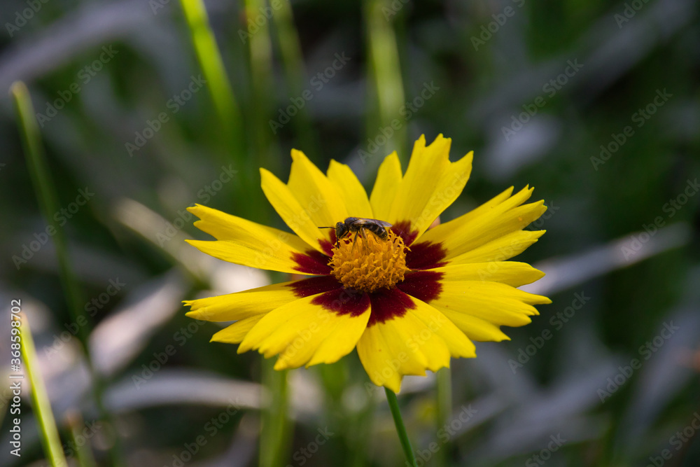 a wasp lands on a yellow summer flower a wasp lands on a yellow summer flower