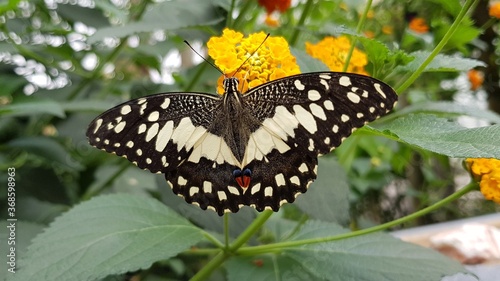 butterfly on flower