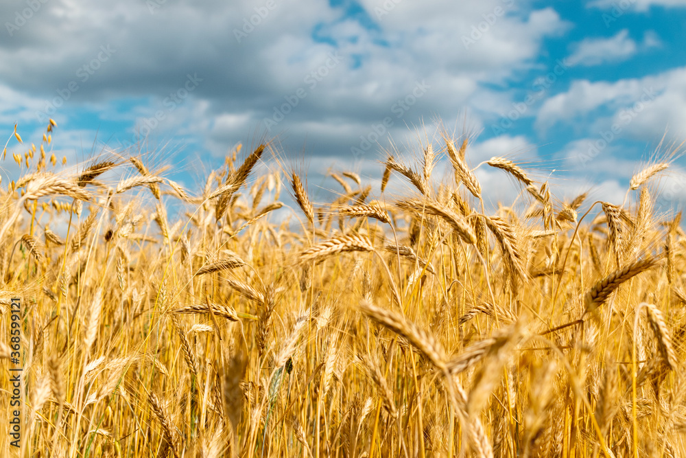Wheat Field Texture Background with Ripening Ears Wheat Field Texture Background with Ripening Ears
