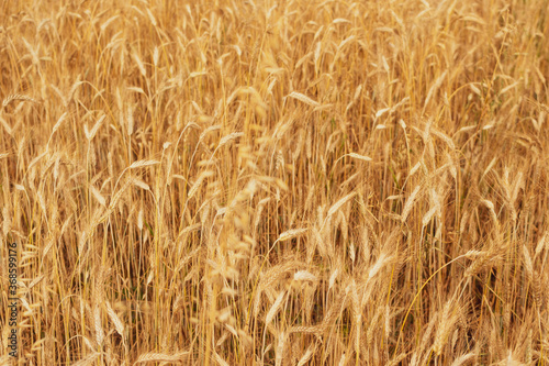Wheat Field Texture Background with Ripening Ears