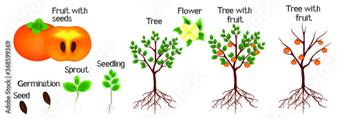 Cycle of growth of a persimmon tree on a white background.