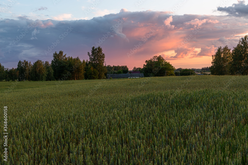summer landscapes with clouds, forests and fields at sunset