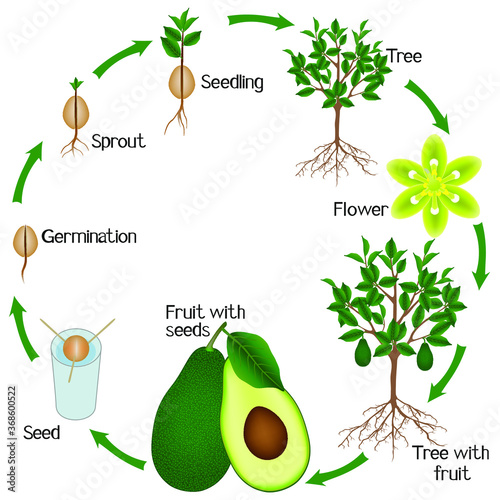 Cycle of growth of avocado on a white background.