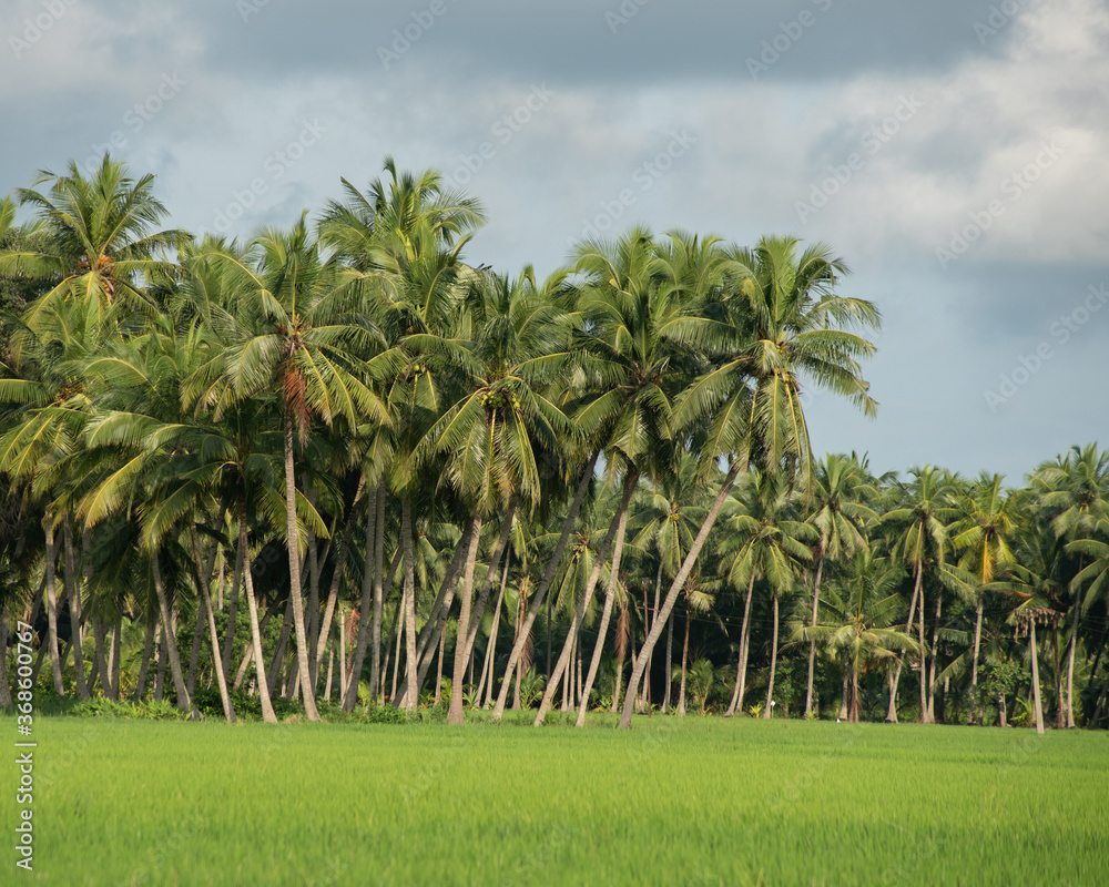 rice field and blue sky coconut tree