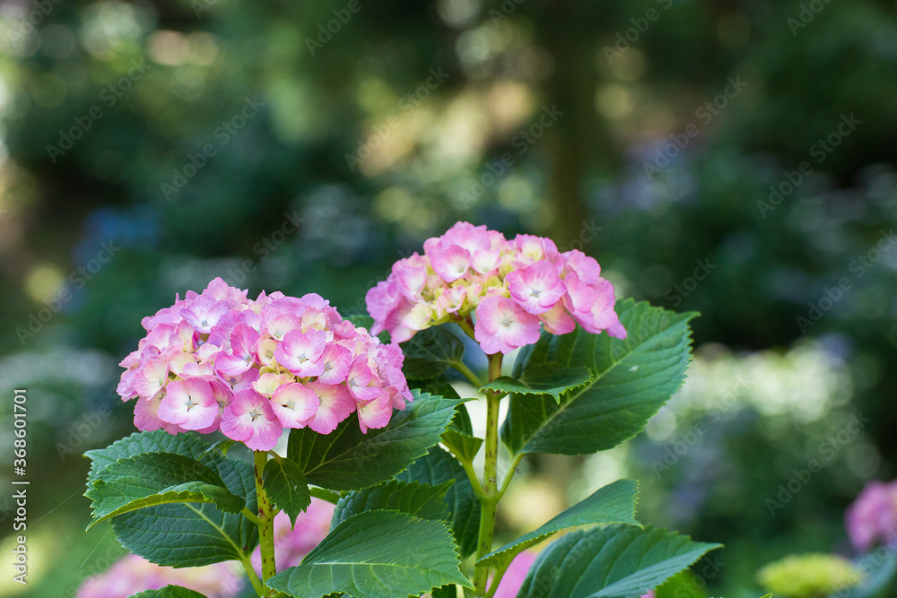 三景園のアジサイの花