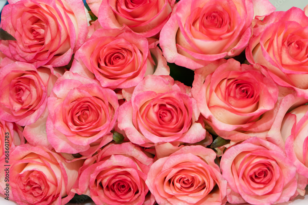 Bouquet of fresh flowers from pink-white roses Bouquet of fresh flowers from pink-white roses