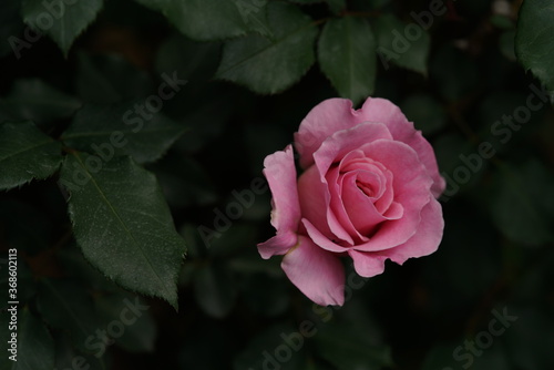 Faint Pink Flower of Rose 'Pink French Lace' in Full Bloom 