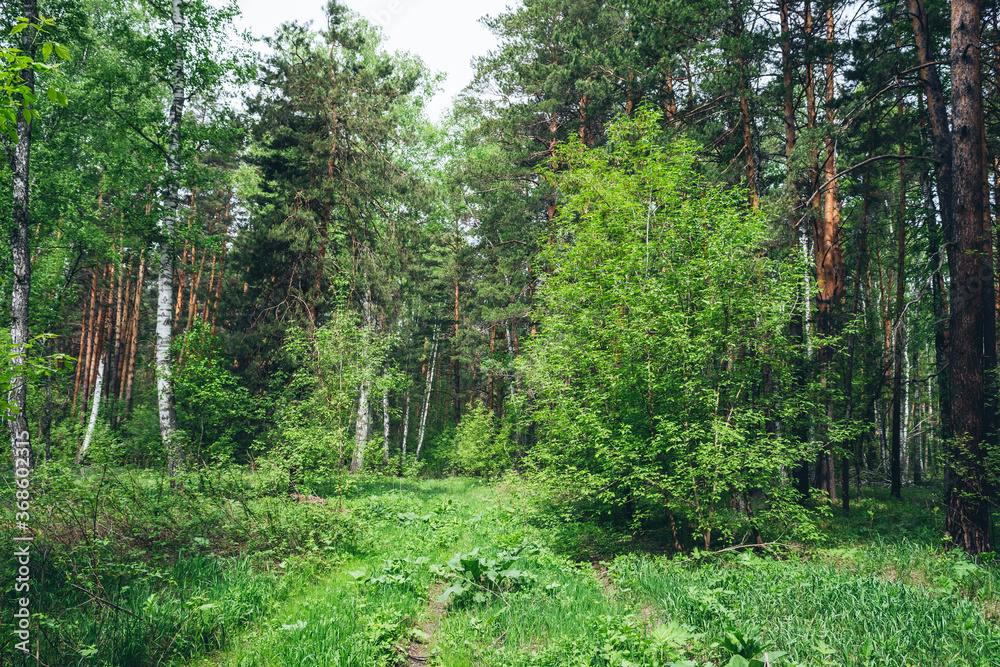 Obraz premium Thickets in dense forest. Scenic view with contrasts of deep forest. Beautiful woody landscape surrounded by many trees and lush vegetation. Forest scenery with rich flora. Atmospheric woodland.