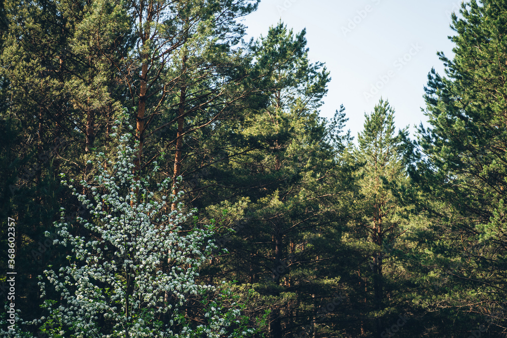 Scenic landscape with blooming white irga in pine forest. Amelanchier canadensis in forest background. Asymmetric composition with apple tree and sky above pine tops. Beautiful springtime scenery. Scenic landscape with blooming white irga in pine forest. Amelanchier canadensis in forest background. Asymmetric composition with apple tree and sky above pine tops. Beautiful springtime scenery.