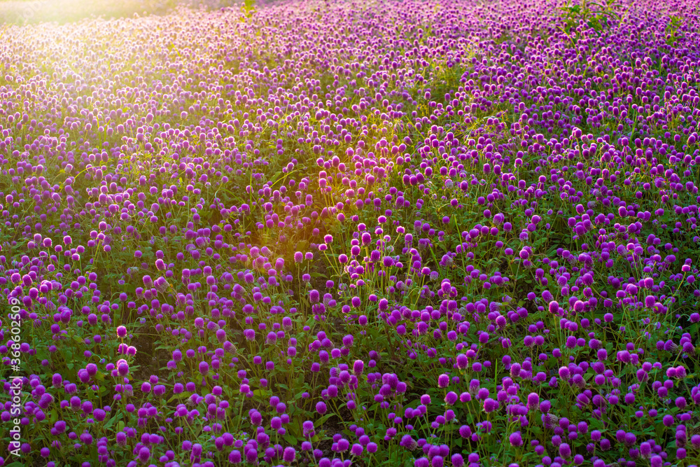 Fototapeta premium A thousand red flowers in the morning sun