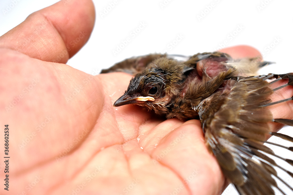 The injured little bird is pathetic, in the gentle hand that is brought to heal. 