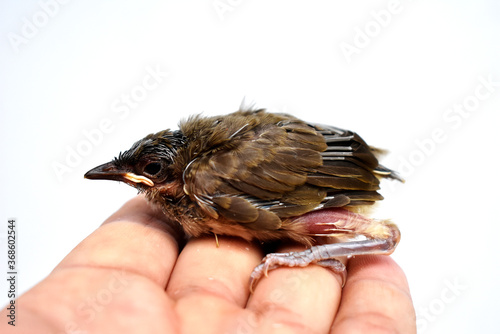 The injured little bird is pathetic, in the gentle hand that is brought to heal. 