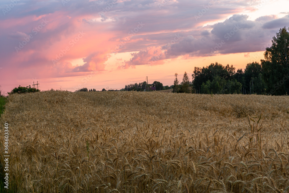 summer landscapes with clouds and fields in sunset