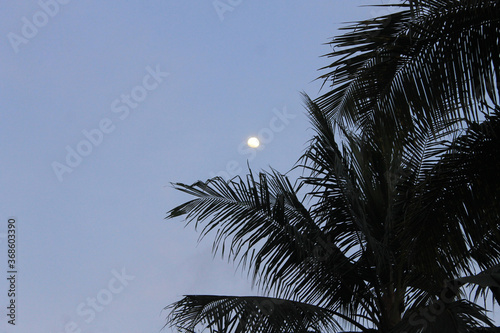 
the moon, the moon in the blue sky, white, at dusk, in the trees, above the purplish white clouds