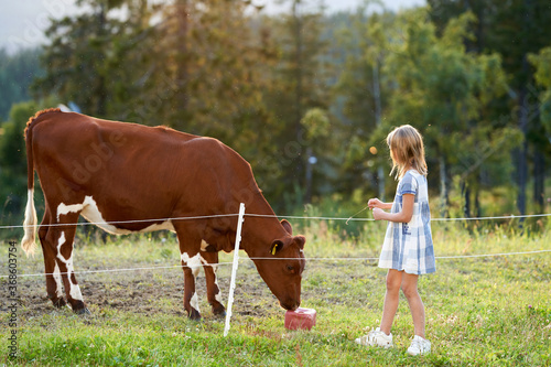 A girl pets a cow. Shot at Tryvann, Oslo, Norway.