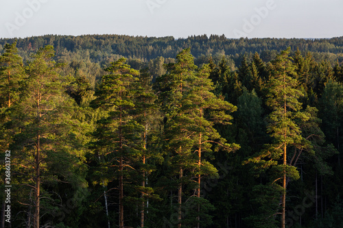 sunlit trees with shadows and reflections