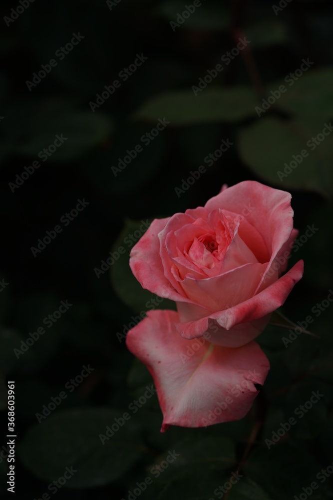 Light Pink Flower of Rose 'Prestige de Liyon' in Full Bloom
Light Pink Flower of Rose 'Prestige de Liyon' in Full Bloom