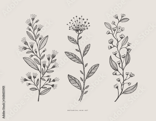 Set of hand-drawn curly flowers. Wild herbs vector illustration. Floral design element for greeting card, poster, cover, invitation. Botanical retro image for a garden background.