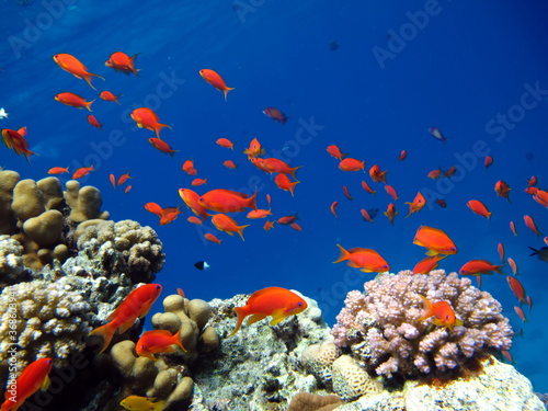 Sea Goldie. The most common antias in the Red Sea. Divers see him in huge flocks on the slopes of coral reefs. photo