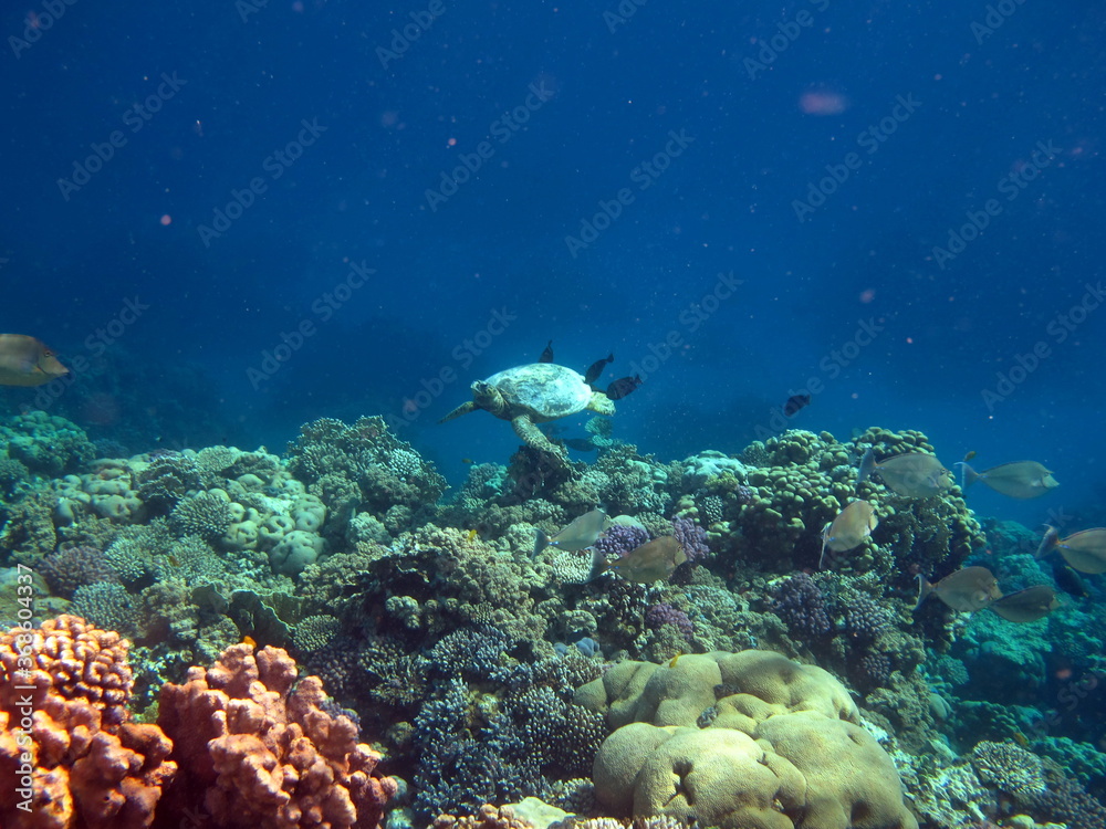 Sea turtles. Great Reef Turtle Bissa. Sea turtles. Great Reef Turtle Bissa.