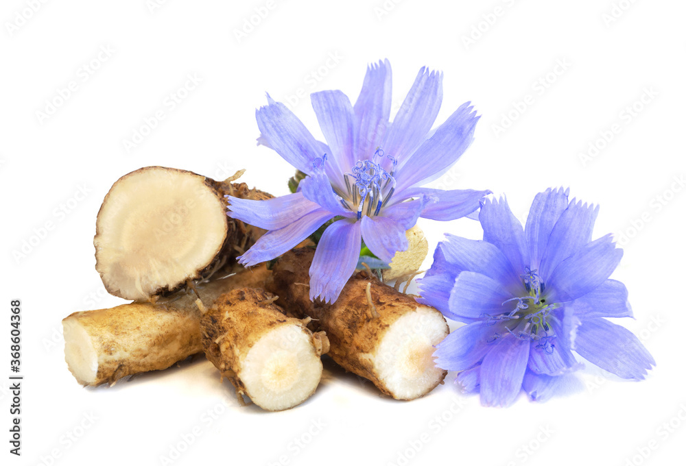Dry roots of chicory and cichorium flowers isolated on white background. Common chicory or Cichorium intybus flowers. Isolated on white - obrazy, fototapety, plakaty 