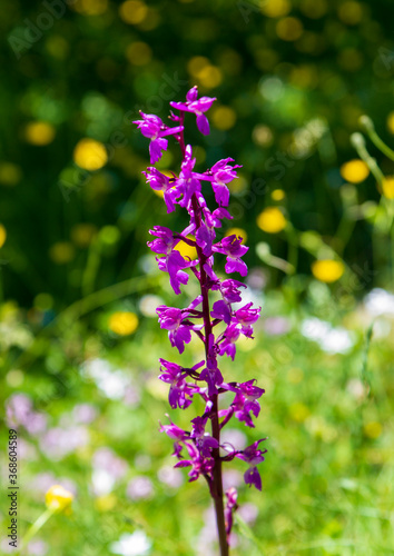 wild purple orchid in nature