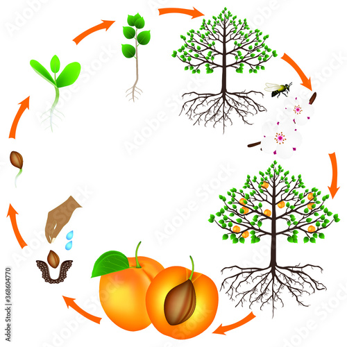 Life cycle of apricot tree on a white background.