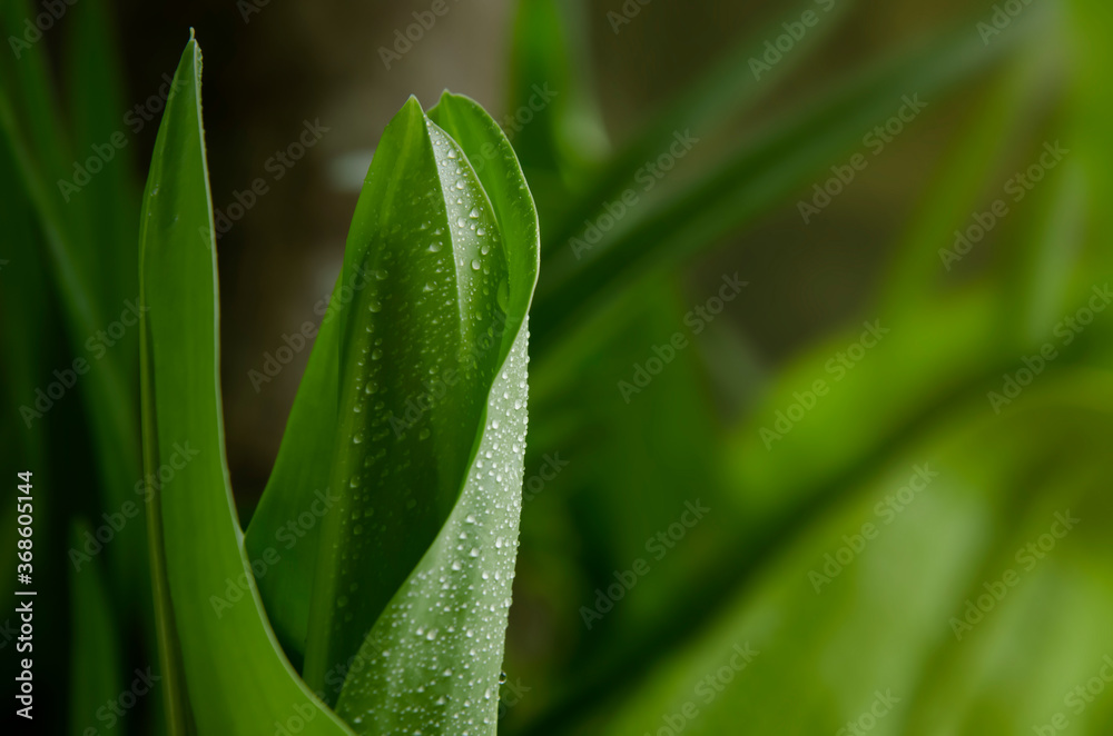 Green nature abstract background Green nature abstract background