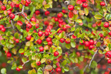 red berry bush nature leaves