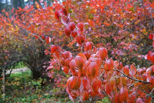Red leaves in the rain, autumn in the arboretum © Piotr