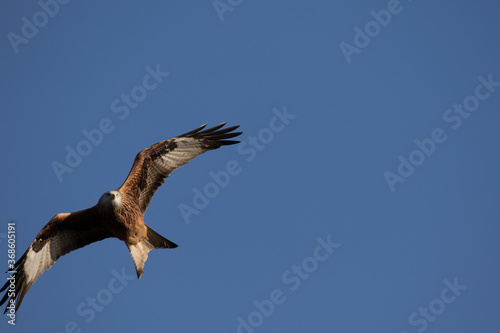 Red Kite over Oxfordshire  UK