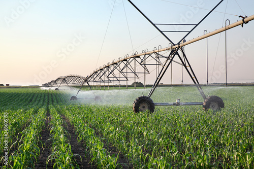 Obraz na płótnie Corn field in spring with irrigation system for water supply, sprinklers sphashi