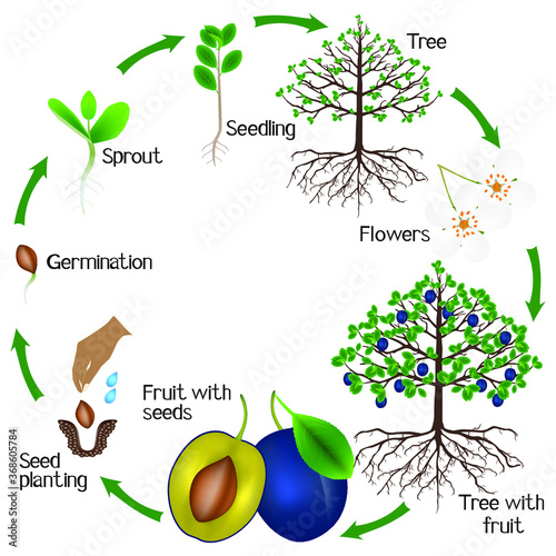 Cycle of plum growth on a white background.