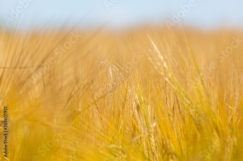 cereal spikes in green and yellow